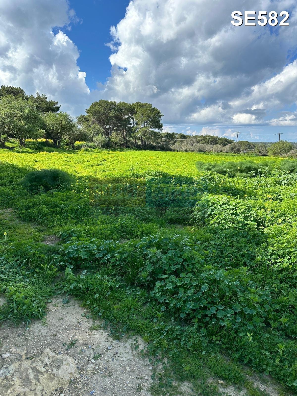 TEPEBAŞI: 4 DÖNÜM LAND WITH TURKISH TITLE DEED & CONSTRUCTION PERMIT