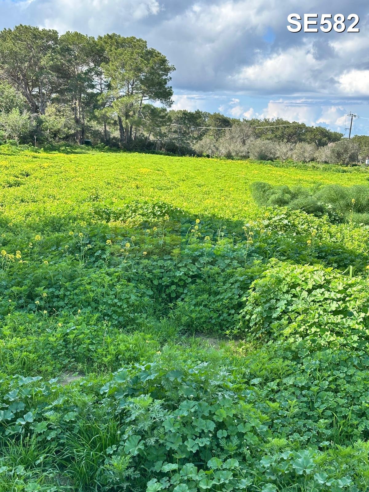 TEPEBAŞI: 4 DÖNÜM LAND WITH TURKISH TITLE DEED & CONSTRUCTION PERMIT