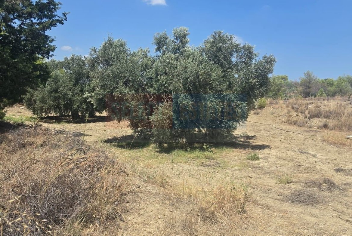 Olive Farm Camlica Gecitkale, North Cyprus Properties for Sale