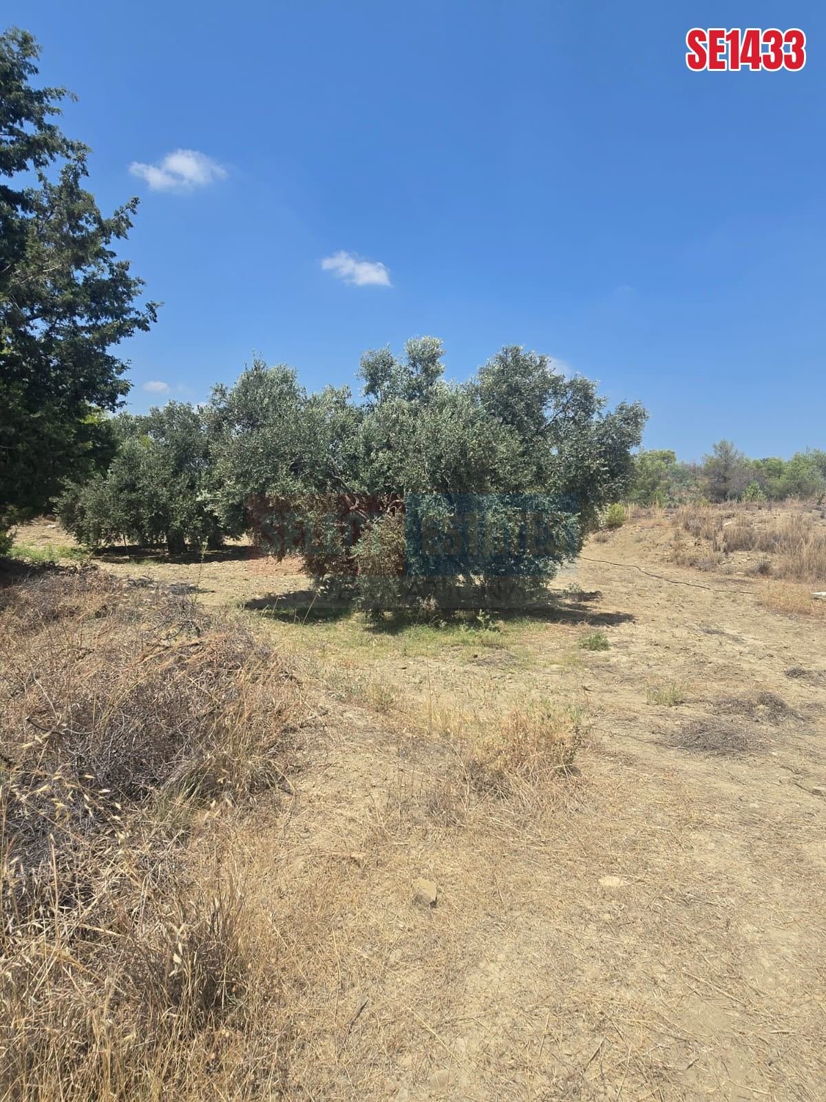 SE1433_34e0285e1174 Olive Farm Camlica Gecitkale, North Cyprus Properties for Sale