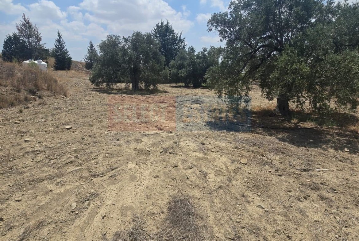 Olive Farm Camlica Gecitkale, North Cyprus Properties for Sale