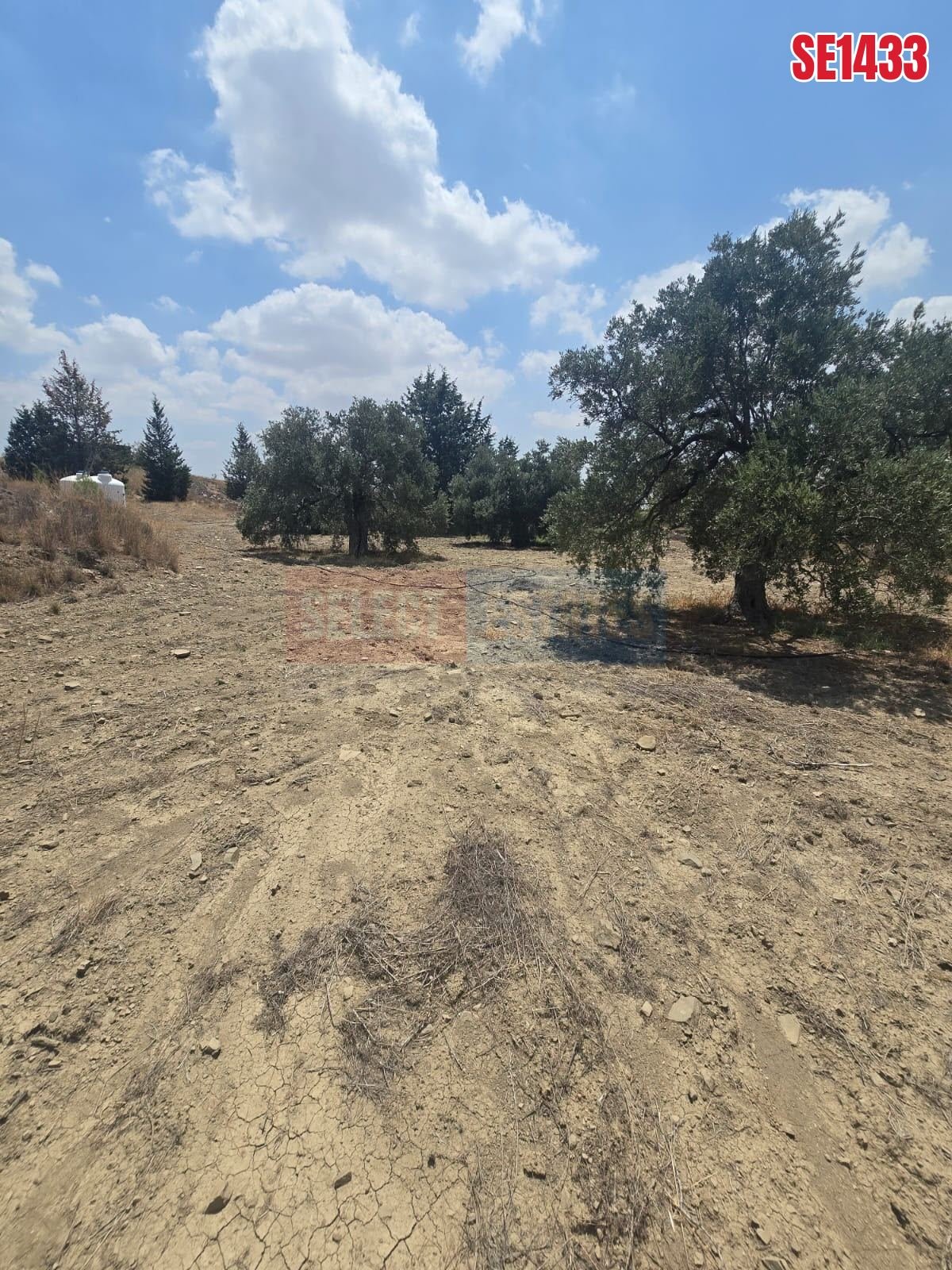 SE1433_36b48b05feed Olive Farm Camlica Gecitkale, North Cyprus Properties for Sale