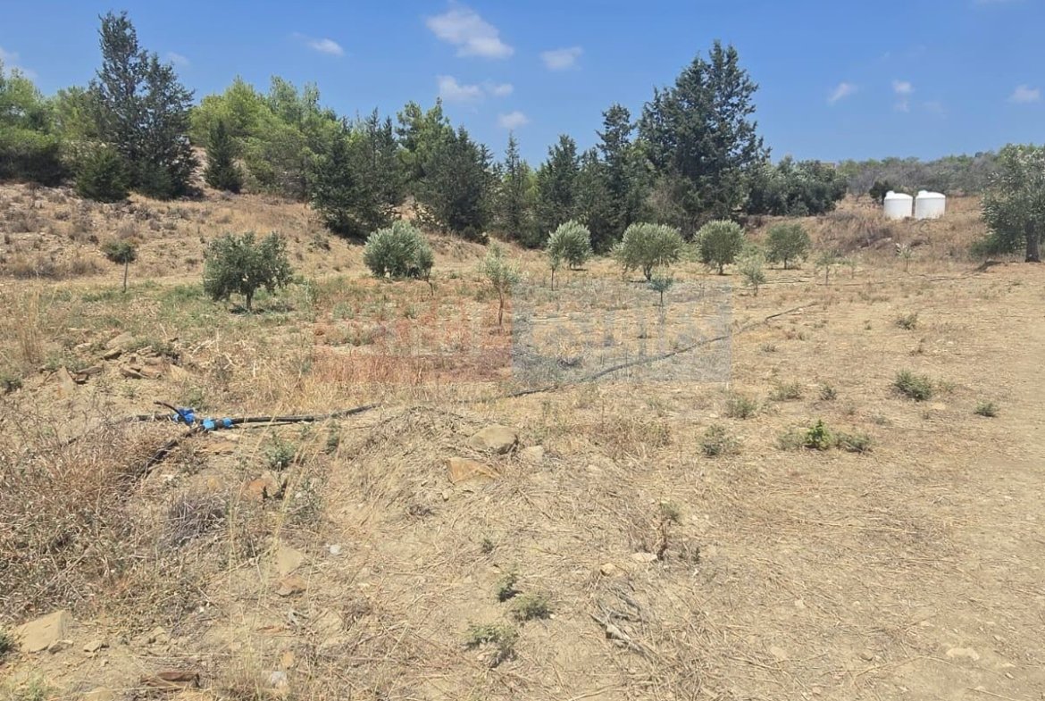 Olive Farm Camlica Gecitkale, North Cyprus Properties for Sale