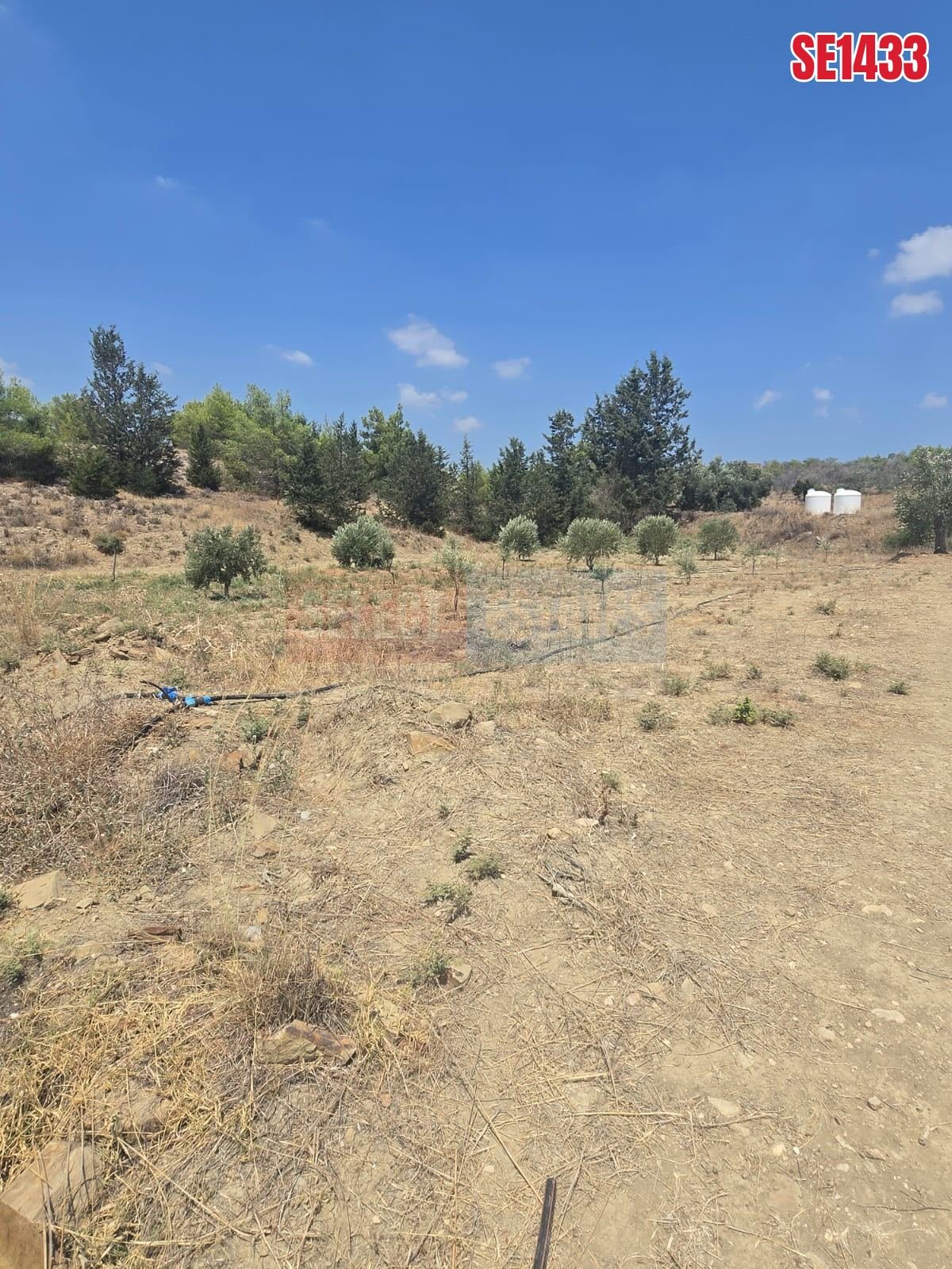 SE1433_4b08d1436ae4 Olive Farm Camlica Gecitkale, North Cyprus Properties for Sale