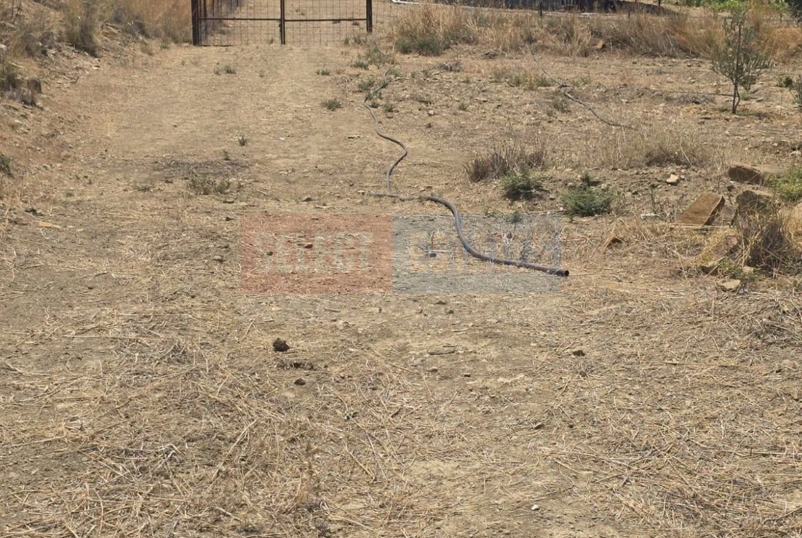 Olive Farm Camlica Gecitkale, North Cyprus Properties for Sale