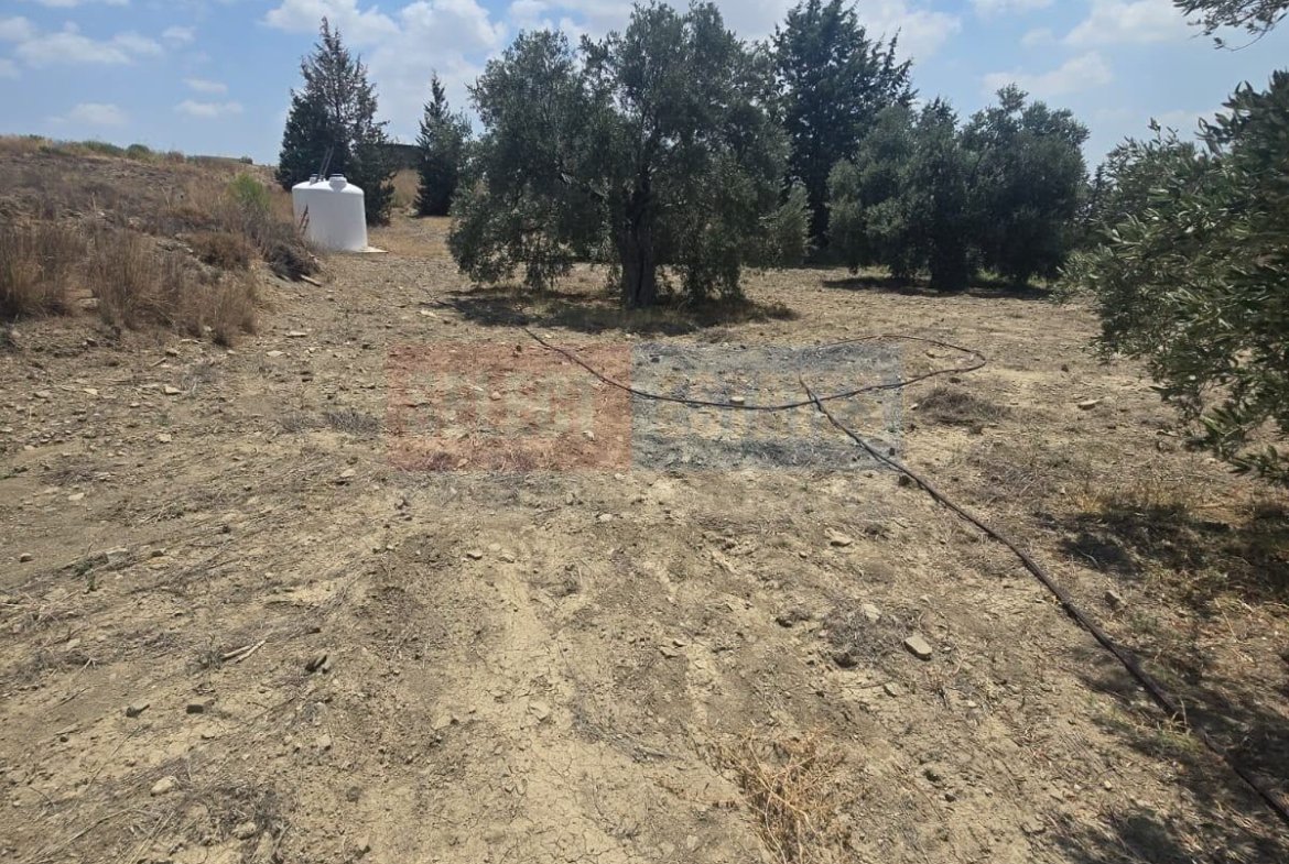 Olive Farm Camlica Gecitkale, North Cyprus Properties for Sale