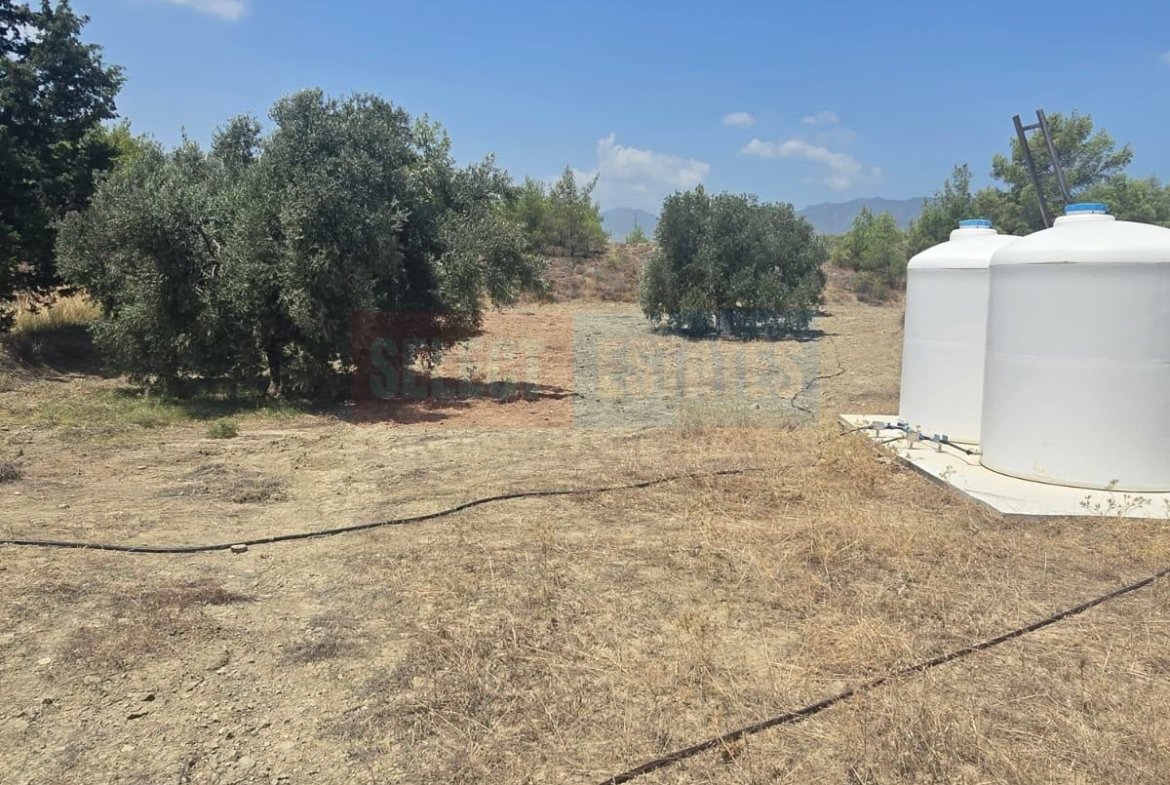 Olive Farm Camlica Gecitkale, North Cyprus Properties for Sale