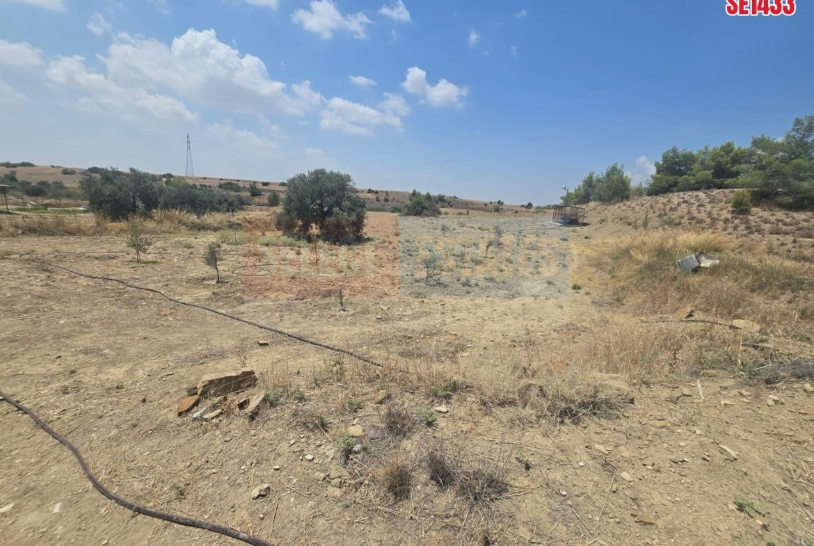 Olive Farm Camlica Gecitkale, North Cyprus Properties for Sale