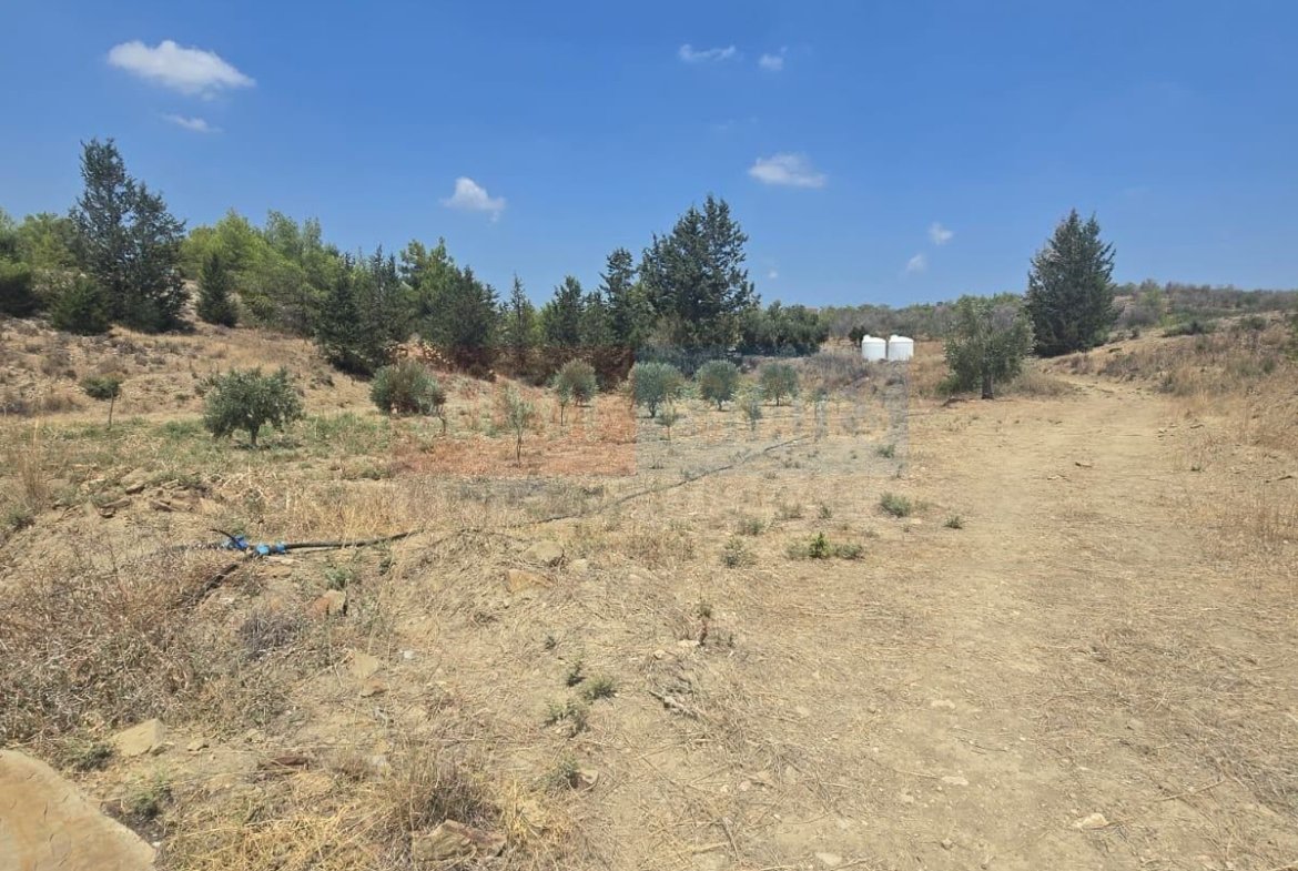 Olive Farm Camlica Gecitkale, North Cyprus Properties for Sale