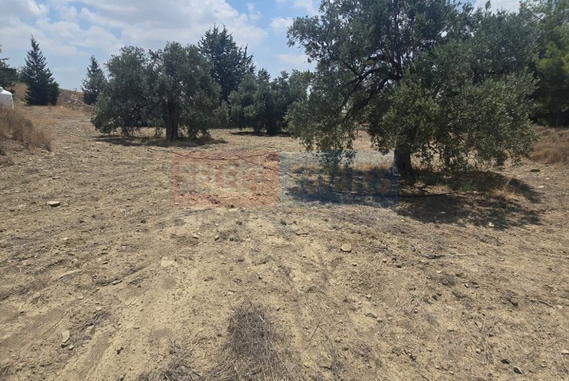Olive Farm Camlica Gecitkale, North Cyprus Properties for Sale