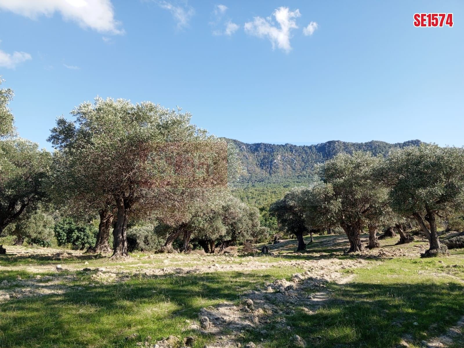 SE1574_3c65d5d301fd Sea View Land, Karaagac, North Cyprus Properties for Sale